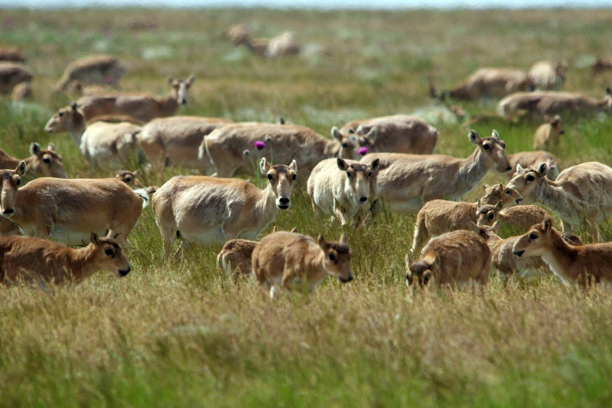 Nhờ các nỗ lực bảo tồn, đến cuối năm 2023, quần thể linh dương Saiga đã có sự phục hồi ngoạn mục. Từ loài nằm trong diện Cực kỳ nguy cấp, chúng được chuyển thành hạng Sắp bị đe dọa trong Sách Đỏ IUCN. Ảnh: The Astana Times.