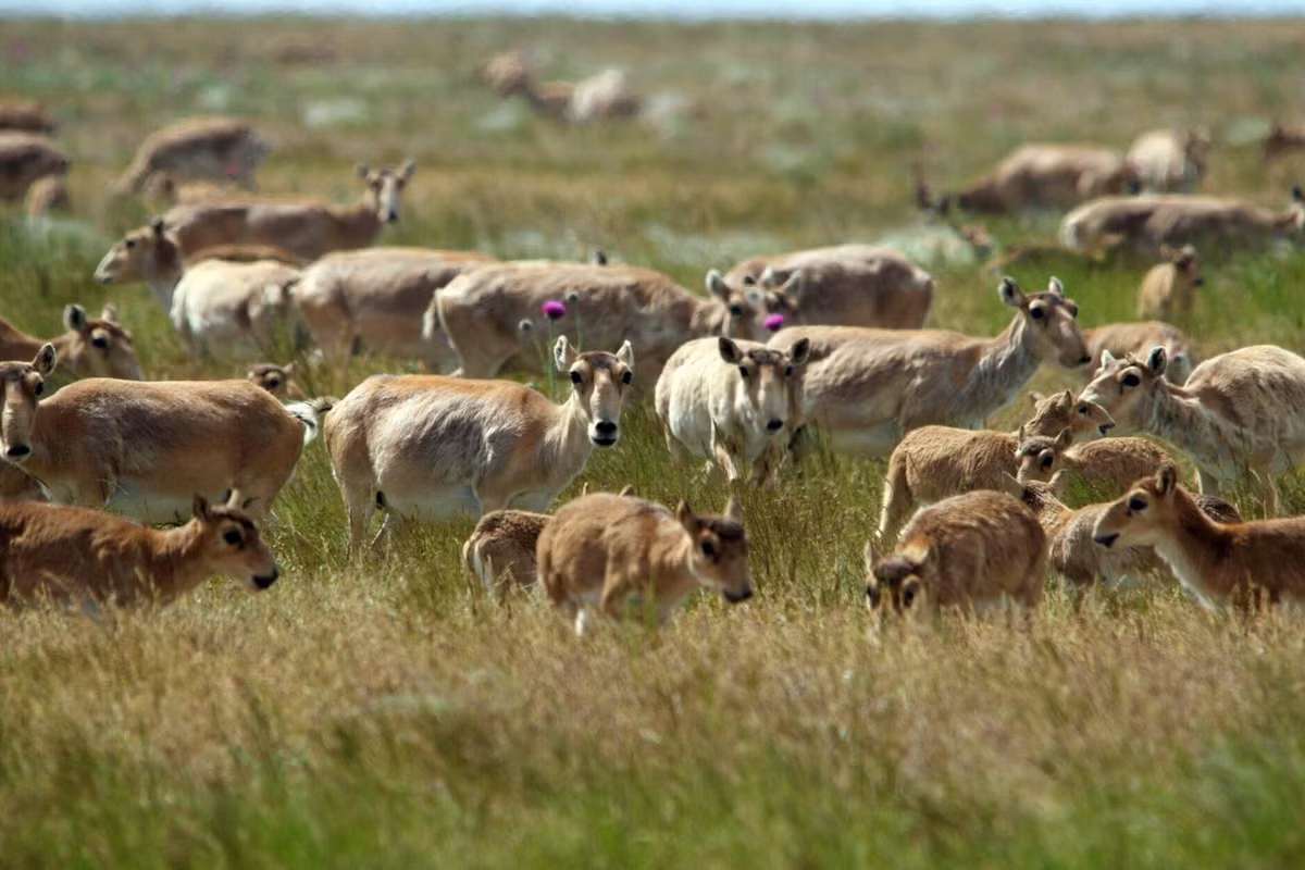 Nhờ các nỗ lực bảo tồn, đến cuối năm 2023, quần thể linh dương Saiga đã có sự phục hồi ngoạn mục. Từ loài nằm trong diện Cực kỳ nguy cấp, chúng được chuyển thành hạng Sắp bị đe dọa trong Sách Đỏ IUCN. Ảnh: The Astana Times.