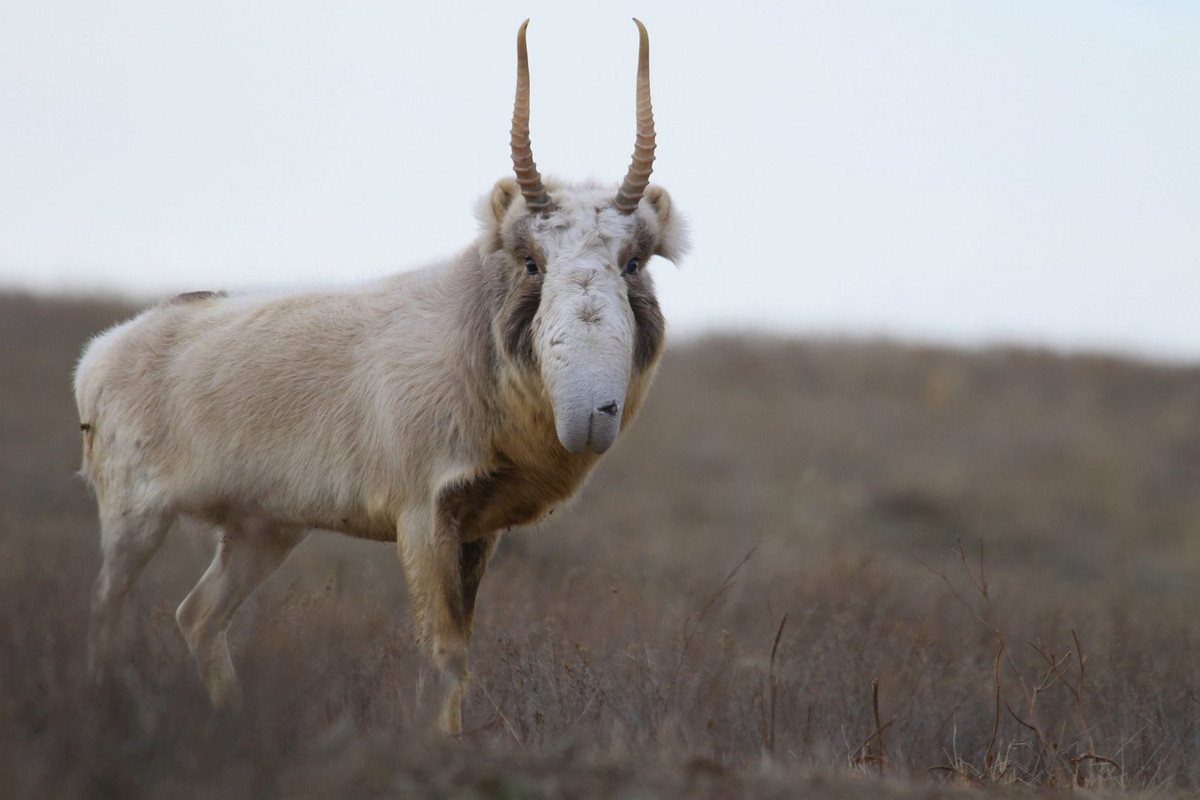 Vào mùa hè, linh dương Saiga có lớp lông mỏng màu quế. Còn mùa đông lông của chúng ngả sang màu bạc và dày lên 70%. Chân của loài linh dương có vòi này khá khẳng khiu và chúng có khả năng bơi qua sông. Ảnh: Altyn Dala Conservation Initiative.
