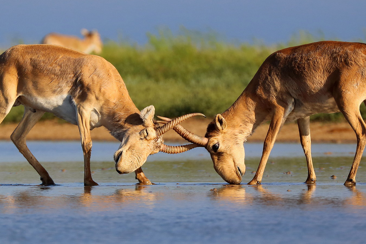 Mùa sinh sản của linh dương Saiga bắt đầu vào tháng 10. Những con đực có những cuộc chiến khốc liệt, với tỉ lệ tử vong rất cao. Những con đực sống sót có thể kết đôi với 5-50 con cái. Ảnh: Department of Biology.