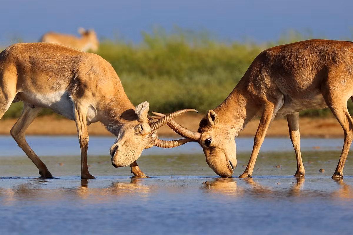 Mùa sinh sản của linh dương Saiga bắt đầu vào tháng 10. Những con đực có những cuộc chiến khốc liệt, với tỉ lệ tử vong rất cao. Những con đực sống sót có thể kết đôi với 5-50 con cái. Ảnh: Department of Biology.