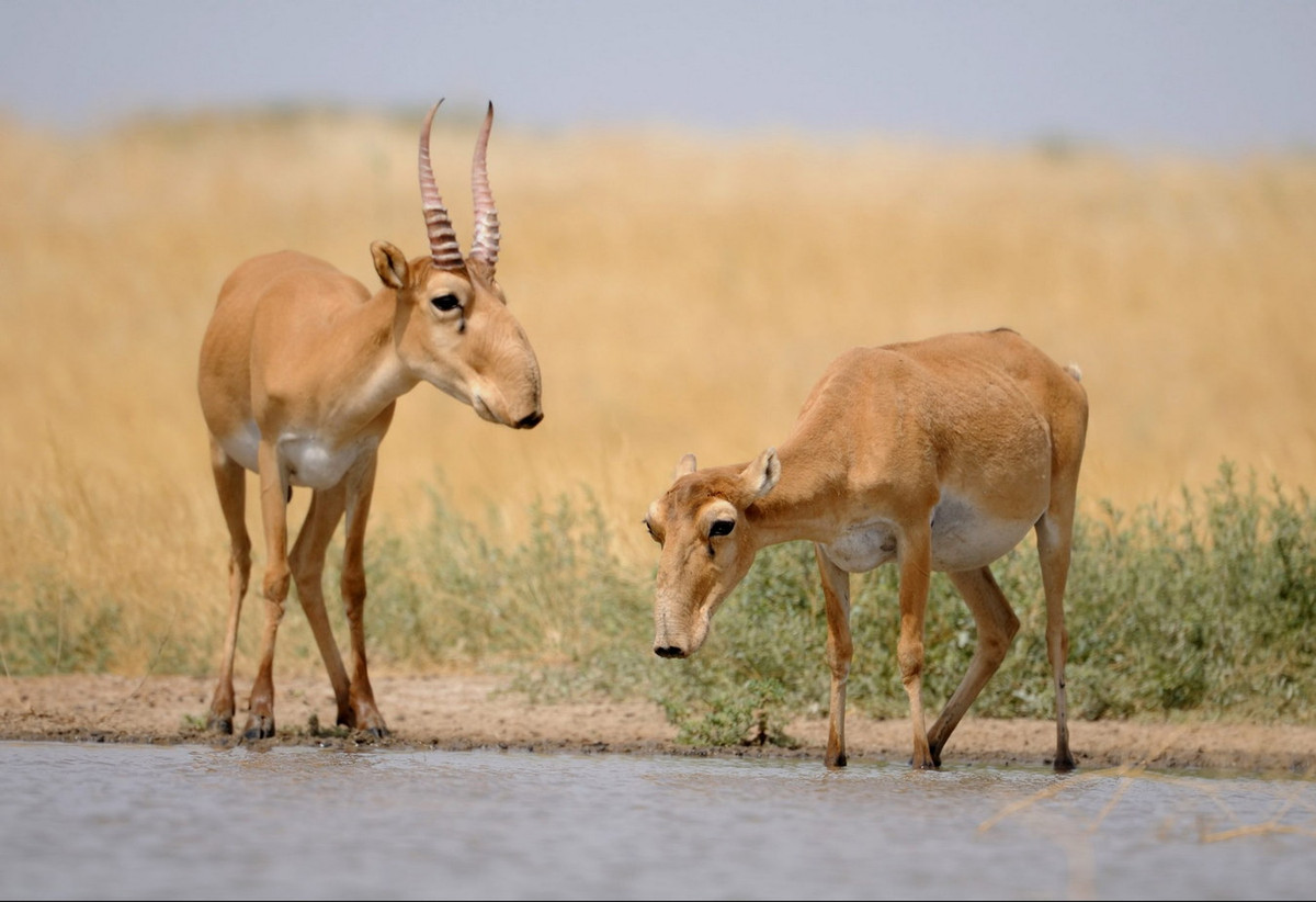 Những con đực thường lớn hơn con cái và có sừng dài từ 20–25 cm. Con cái không có sừng. Ảnh: Fauna &amp; Flora International.