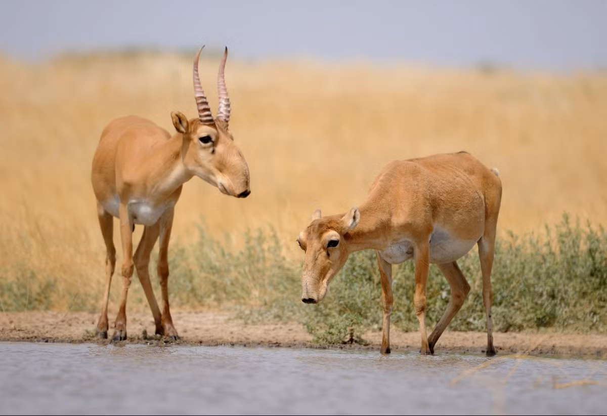 Những con đực thường lớn hơn con cái và có sừng dài từ 20–25 cm. Con cái không có sừng. Ảnh: Fauna &amp; Flora International.