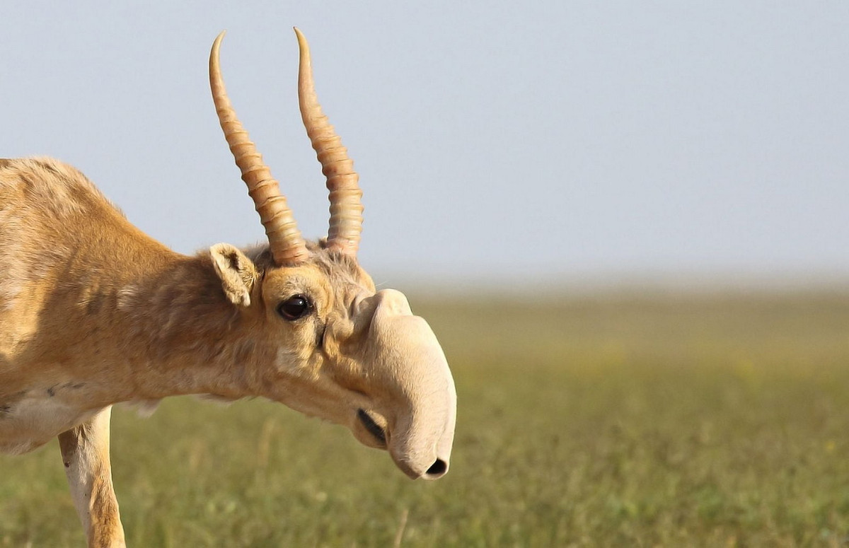 Linh dương Saiga có đặc điểm dễ nhận biết là cấu trúc mũi linh hoạt, gần giống như vòi của loài heo vòi. Chiếc "vòi" của chúng có cấu tạo độc đáo, rất nhiều lông, với tuyến nhầy và hệ thống xương phức tạp. Ảnh: Reddit.