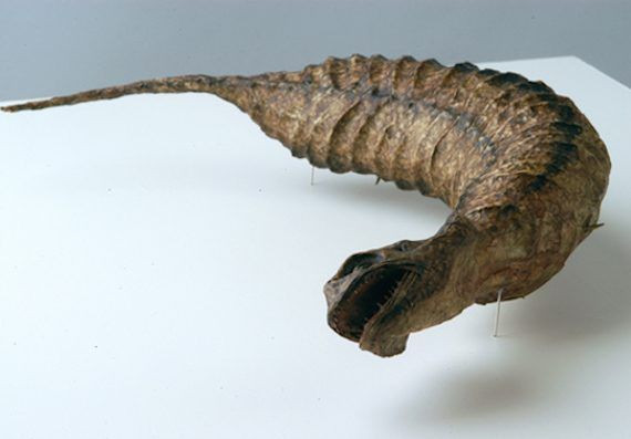 Nhiều cuộc săn lùng Tsuchinoko đã được người dân Nhật tiến hành, nhưng kết quả không bao giờ đi đến đâu. Đã có một số người khẳng định nhìn thấy Tsuchinoko bằng xương bằng thịt, nhưng không có bằng chứng đáng tin cậy nào được đưa ra.