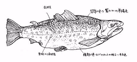 Năm 1982, một nhóm các nhà leo núi đã quan sát một con cá khổng lồ dưới độ sâu 2 mét một cách rõ ràng. Vào năm 1985, thiết bị dò tìm bằng sóng âm của một nhóm khoa học một lần nữa khẳng định sự tồn tại của loài cá này. Tuy vậy, chưa có mẫu vật thực tế nào được ghi nhận.