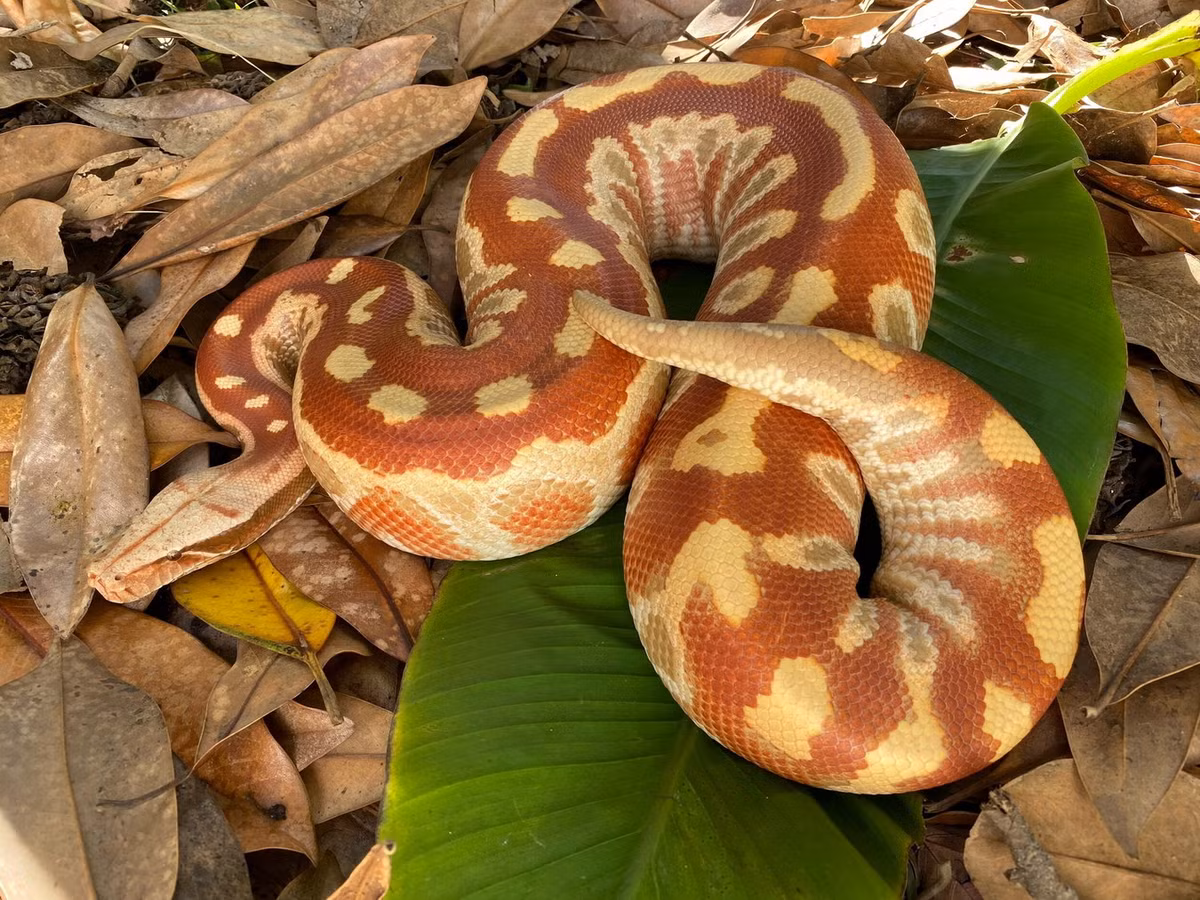 Tại Việt Nam, trăn cộc được nuôi làm cảnh nhiều ở TP HCM. Trong tự nhiên loài này khá hiếm gặp. Trong Sách Đỏ Việt Nam, chúng nằm trong diện loài Nguy cấp. Ảnh: Hardin Herpetologica.