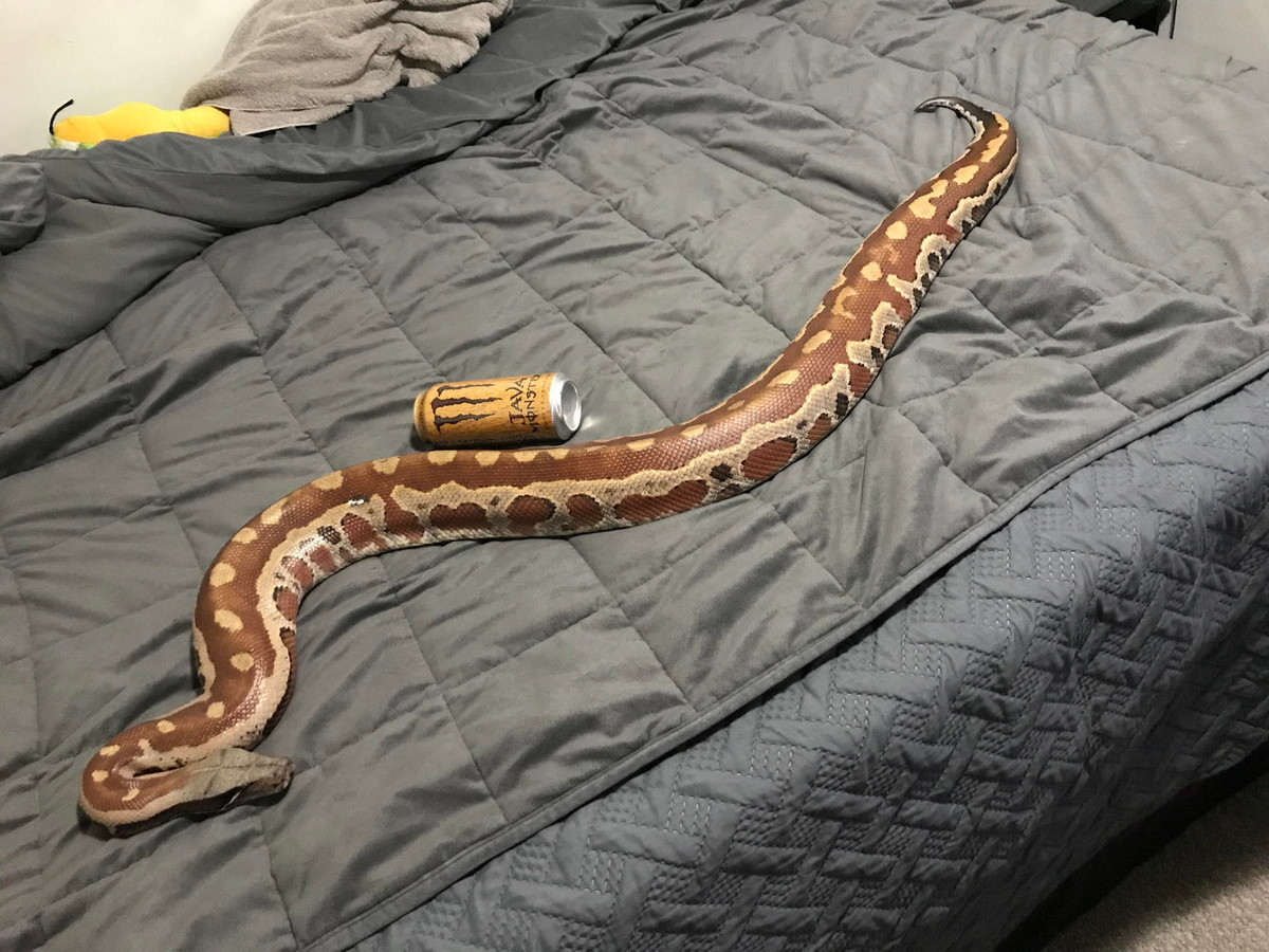 Do có ngoại hình bắt mắt, trăn cộc trở thành đối tượng săn bắt để phục vụ giới chơi sinh vật cảnh. Những thập niên gần đây chúng đã được nhân nuôi và trở thành vật nuôi phổ biến trên thị trường quốc tế. Ảnh: Reddit.