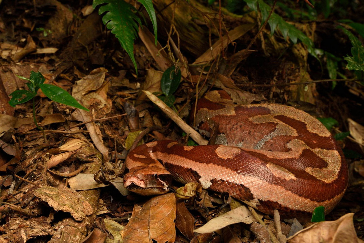 Trong tự nhiên, trăn cộc sống ở rừng rậm ở các khu vực gần bờ nước, đầm lầy nơi có nhiều thức ăn. Chúng hoạt động lúc bình minh hoặc hoàng hôn. Ảnh: Tontantravel / Flickr.