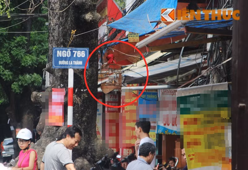 Những lồng chim được treo trên các dây điện chạy qua nhiều tuyến đường, phố của Hà Nội không chỉ là mối nguy hiểm cho người tham gia giao thông mà còn làm xấu đi hình ảnh đẹp của phố xá Thủ đô.