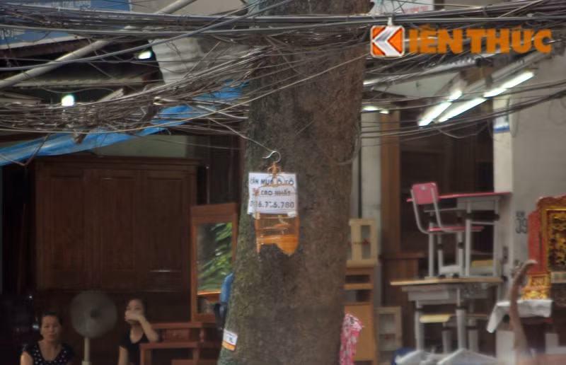 Một đoạn dây điện bị treo lồng chim nên trũng xuống.