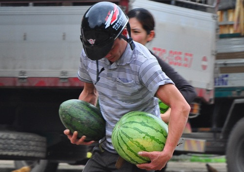 Người lái xe ôm này tiết lộ: "Trong lúc chờ khách thấy xe tải chở dưa ra là tôi chạy ra mót, những quả dưa này thường do chín, héo cuống nên bị trả lại. Tôi tranh thủ mót thêm ngày cũng kiếm được vài trăm nghìn đồng".