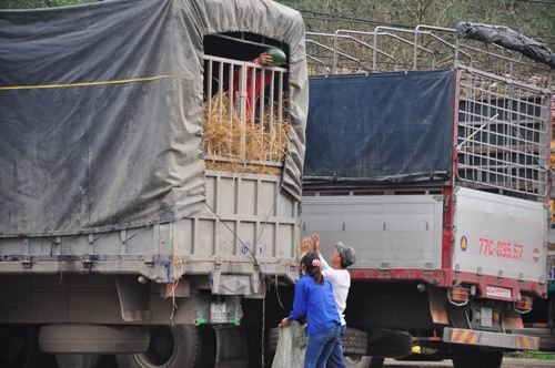 Thường đội quân nhặt dưa có từ 2 đến 3 người.