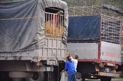 Thường đội quân nhặt dưa có từ 2 đến 3 người.