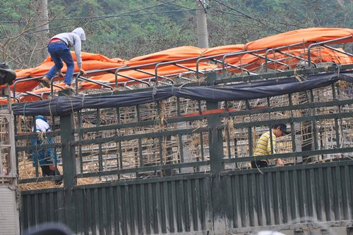 Trong đội quân chuyên mót những quả dưa còn sót lại có cả những đứa trẻ. Mỗi lần nhìn thấy xe tải chở dưa từ trong cửa khẩu trở ra đội quân này liền chạy thục mạng rồi nhanh chân leo tót lên xe bới từng đống rác tìm kiếm.