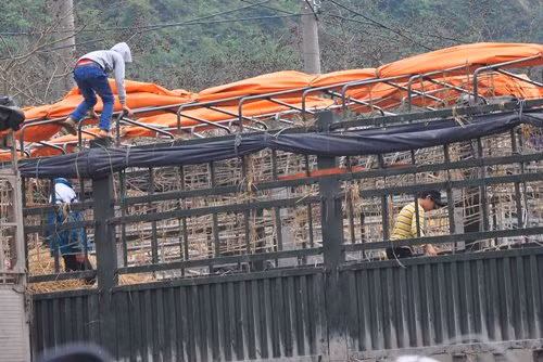 Trong đội quân chuyên mót những quả dưa còn sót lại có cả những đứa trẻ. Mỗi lần nhìn thấy xe tải chở dưa từ trong cửa khẩu trở ra đội quân này liền chạy thục mạng rồi nhanh chân leo tót lên xe bới từng đống rác tìm kiếm.