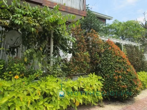 Để tạo không gian thoáng mát, thư giãn, yên tĩnh anh Mỹ không xây tường rào mà tận dụng những vách container cho cây leo quanh nhà.