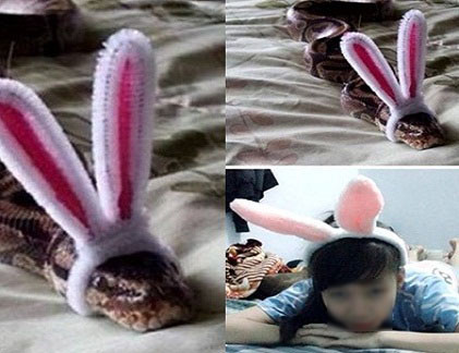 Rắn biến hình?!