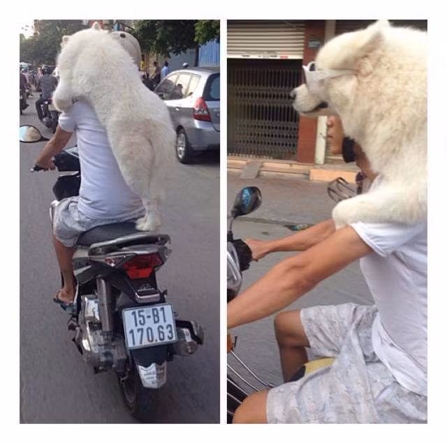 "Cún" sành điệu vi vu trên xe máy cùng ông chủ.