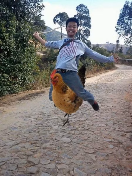 Cưỡi gà đi dạo.