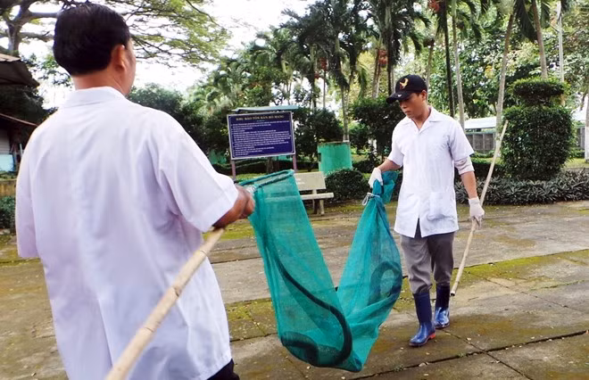 Rắn được đưa ra một khoảng sân rộng của trại để chăm sóc và dễ kiểm soát.