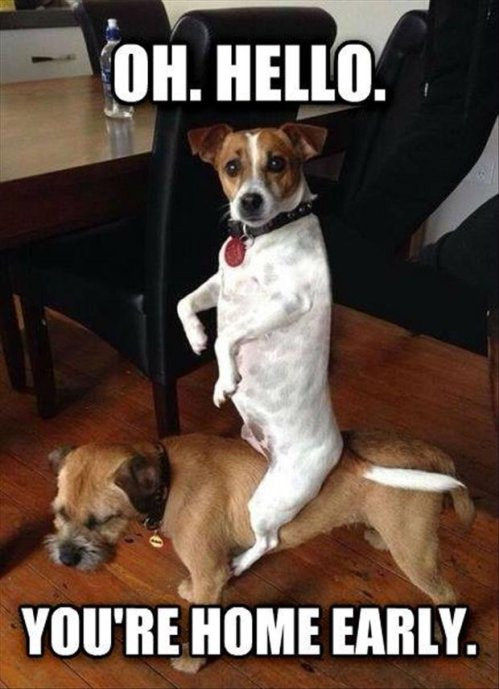 Cún chơi trò cưỡi ngựa.