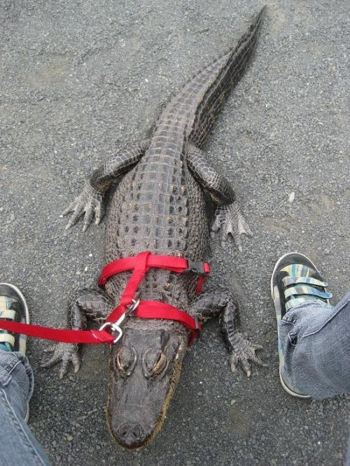 Đưa "thú cưng" đi dạo.