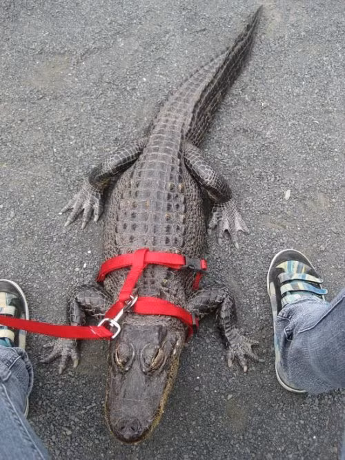 Đưa "thú cưng" đi dạo.