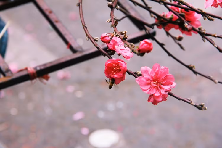 Những bông đào rực rỡ trong ánh nắng hiếm hoi của mùa đông giá lạnh...