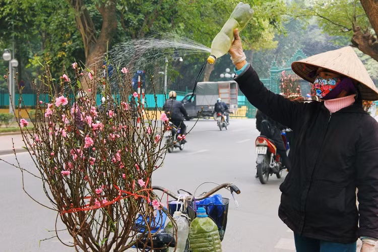 Giá mỗi cành đào thường được bán khoảng từ 1 trăm đến 3 trăm nghìn đồng.