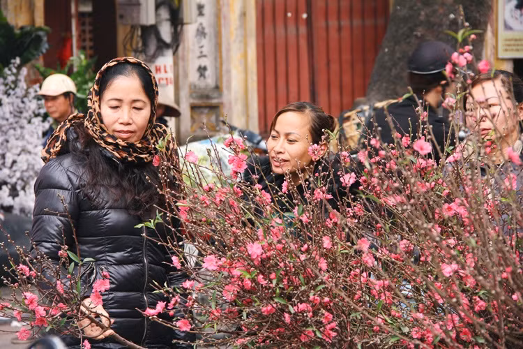 Nhiều người tranh thủ mua hoa đào chơi Tết sớm.