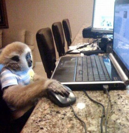 Khỉ cũng lướt web.