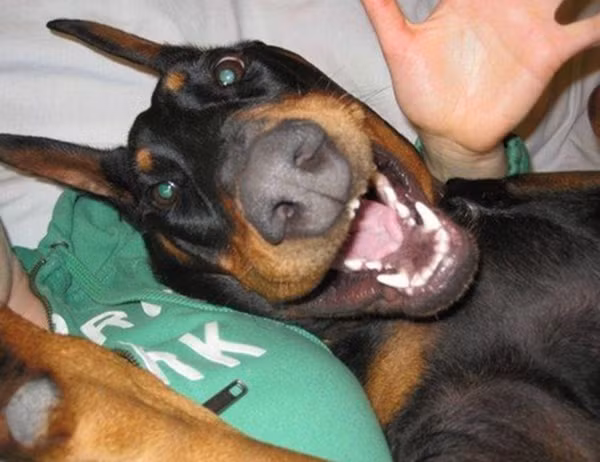 Điệu cười sảng khoái.