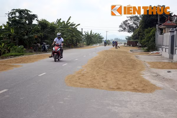 Các phương tiện tham gia giao thông phải né những đống thóc mỗi lần đi qua đoạn đường này.