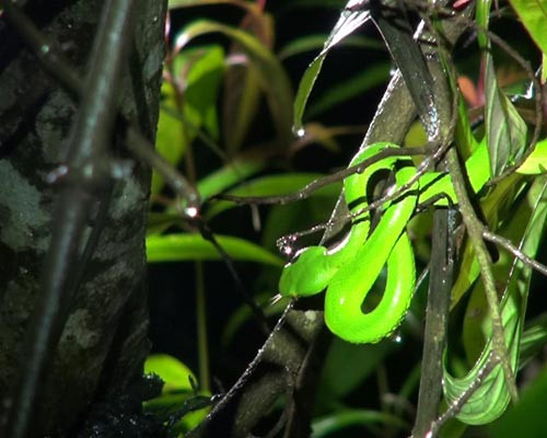 Thêm một con rắn lục đu bám trên thân cây.