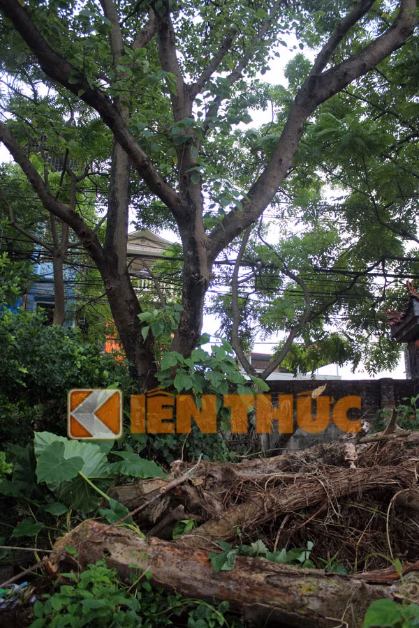 Ngay sau khi nhận được tin báo, lực lượng công an phường Thanh Trì đã có mặt để bảo vệ hiện trường, đồng thời xác minh danh tính của nạn nhân để báo cho người nhà.