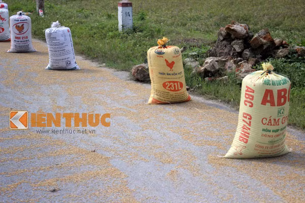 Nhiều bao tải thóc được đóng dựng ngổn ngang giữa lòng đường.