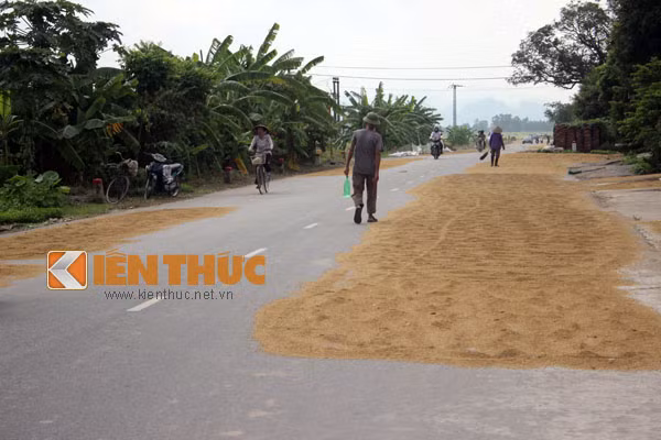 Diện tích phơi thóc chiếm đến 2/3 lòng đường. Ảnh chụp tại khu vực Cầu Lão (Ứng Hòa, Hà Nội).