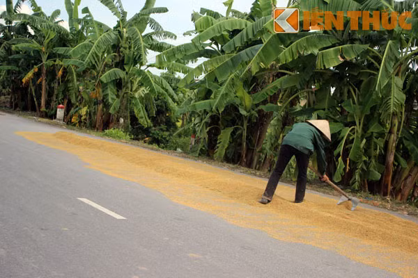 Thóc được phơi dọc tuyến đường Ba Thá...