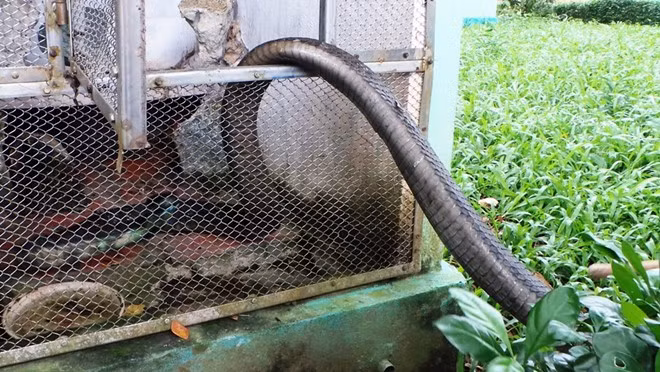 Sau khi được cho ăn, kiểm tra, sát trùng và chích kháng sinh. Rắn được thả lại vào chuồng.