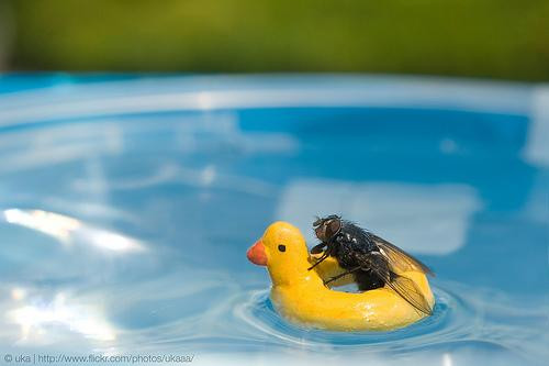 Ruồi cũng biết đi bơi...