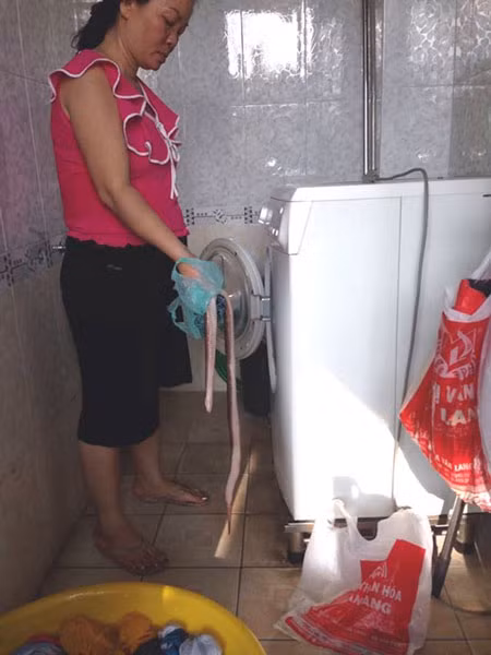 Con rắn dài khoảng 70cm.