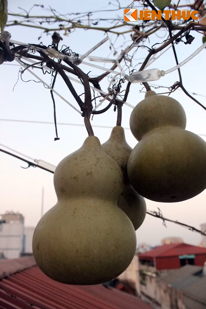Mặc dù một số dây leo đã chết nhưng những quả bầu hồ lô vẫn không rụng khỏi giàn.