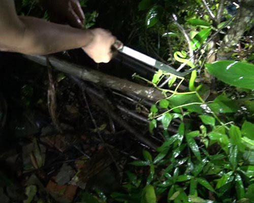 Và một con rắn lục đuôi đỏ con được tìm thấy.