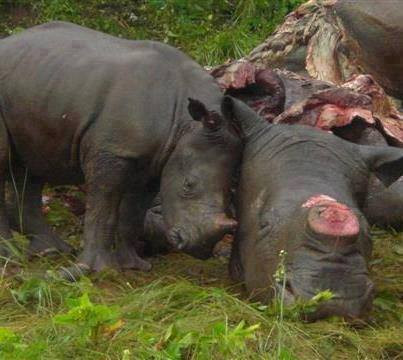 Nhiều cư dân mạng đã nghẹn ngào khi xem hình ảnh chú tê giác nhỏ tựa đầu vào xác của mẹ. Mẹ của chú tê giác này đã bị những kẻ tàn ác giết để lấy sừng trước đó.