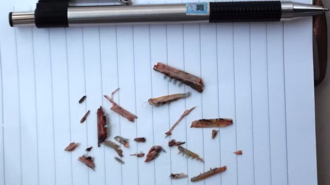 23 mảnh hàm răng cá nhái được lấy ra.