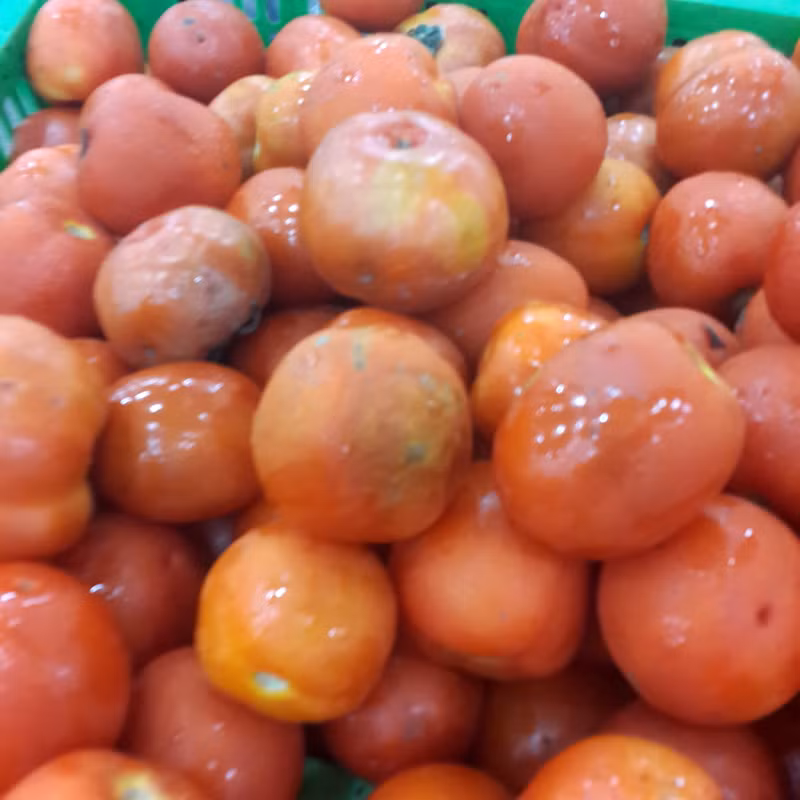 Thậm chí cà chua bị dập, thối vẫn được bày bán tại siêu thị Ocean Mart Làng Quốc tế Thăng Long.