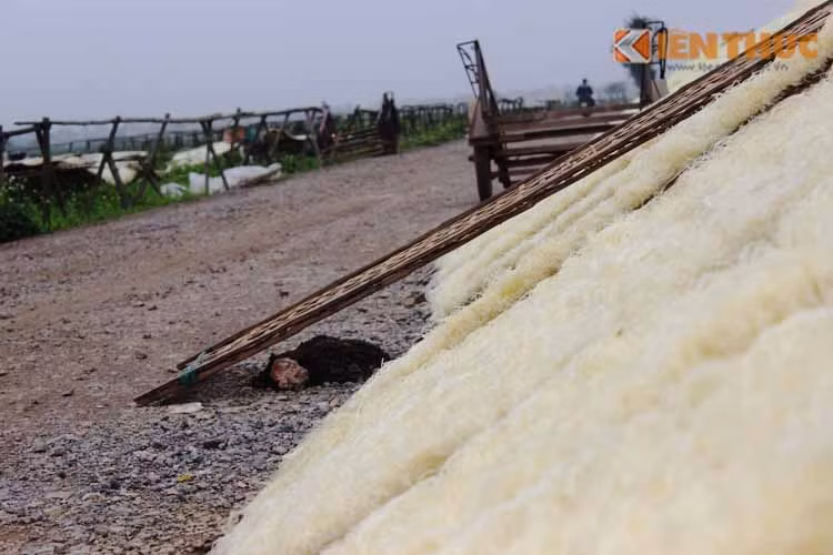 Thậm chí, miến dong còn phơi ngay sát đống phân trâu trên đường, làm nhiều người phải kinh hãi.
