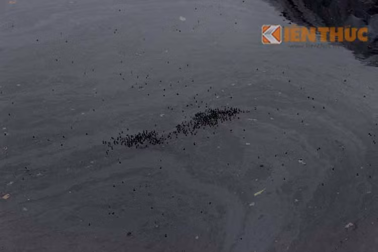 ... đầy ruồi nhặng bâu kín trên mặt nước.