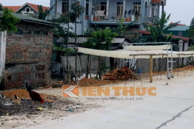 Miến phơi ngay cạnh chuồng gà...